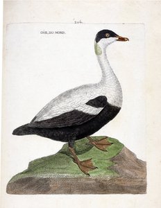 Eläinkartta (ornitologia): Pohjoinen hanhi tai haahka (Eider a peitto tai somateria mollissima). Kuvitus Francois Nicolas Martinet
