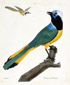 Eläinkartta (ornitologia): Perou jay (vihreä jay tai cyanocorax yncas) oksalla. Kuvitus Francois Nicolas Martinet