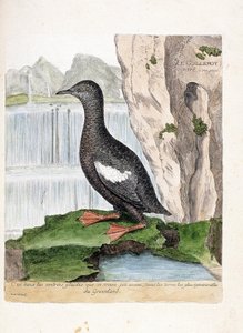 Eläinkartta (ornitologia): Raidallinen murretti (Mirrelet tai Cepphus-ruudukko). Kuvitus Francois Nicolas Martinet