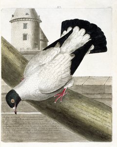 Eläinkartta (ornitologia): Taistelulaivakyyhkynen (columba livia). Kuvitus Francois Nicolas Martinet