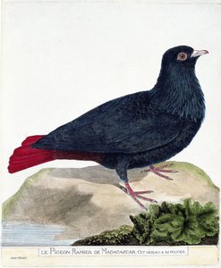 Eläinkartta (ornitologia): Madagaskarin haarautunut kyyhkynen (Blue Founingo tai alectroenas madagascariensis). Kuvitus Francois Nicolas Martinet