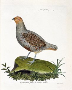 Eläinkartta (ornitologia): Ranskan harmaa pelto, uros (harmaa pelto tai peltopyy). Kuvitus Francois Nicolas Martinet