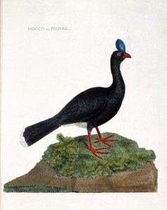 Eläinkartta (ornitologia): Hocco tai kivi (Hocco a stone tai pauxi pauxi). Kuvitus Francois Nicolas Martinet