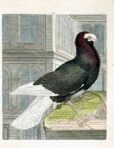 Eläintietokartta (lintologia): Nonan tai capuchone kyyhkynen (kääpiökyyhkynen tai columba livia). Kuvitus Francois Nicolas Martinet