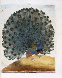 Eläinkartta (ornitologia): Pyörää tekevä riikinkukko (sininen riikinkukko tai Pavo cristatus). Kuvitus Francois Nicolas Martinet