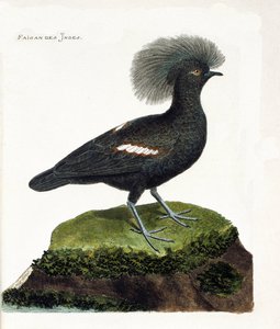 Eläinkartta (ornitologia): Intian fasaani (goura crown tai goura cristata). Kuvitus Francois Nicolas Martinet
