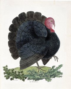 Eläinkartta (ornitologia): Turkki (kotikalkkuna tai Melaeagris gallopavo). Kuvitus Francois Nicolas Martinet
