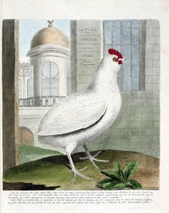 Eläinkartta (ornitologia): Virginia-kana tai kanat ilman lantiota (kotikana iu gallus gallus). Kuvitus Francois Nicolas Martinet