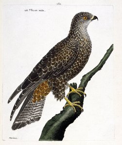 Eläinkartta (ornitologia): musta milvus migrans oksalla. Kuvitus Francois Nicolas Martinet