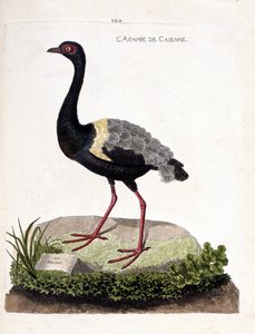 Eläinkartta (ornitologia): caienne agami (trumpet agami tai psophia crepitans). Kuvitus Francois Nicolas Martinet