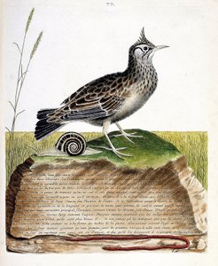 Eläinkartta (ornitologia): cochevis (cochevis huppe tai Galerida cristata). Kuvitus Francois Nicolas Martinet