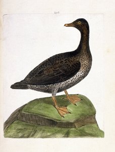 Eläinkartta (ornitologia): naarashaahka (haahka untuva tai somateria mollissima). Kuvitus Francois Nicolas Martinet