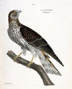 Eläinkartta (ornitologia): naarassoubuse (busard saint martin tai circus cyaneus) oksalla. Kuvitus Francois Nicolas Martinet