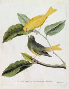 Eläinkartta (ornitologia): alhaalta ylös: Serin des canaries tai serinus canaria ja serin des canaries oksalla. Kuvitus Francois Nicon teoksesta "Lintujen historia, maalattu niiden esiintymisestä ja herkkyydestään"