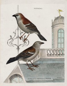 Eläintietokartta (ornitologia): ylhäältä alas: Ranskan varpunen ja varpunen naaras (kotivarpunen tai passa domesticus). Kuvitus Francois Nicolas Martinetin teoksesta "Lintujen historia, maalattu niiden esiintymiselle ja herkkyydelle" tekijältä Francois Nicolas Martinet