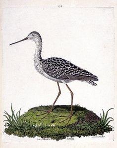 Eläinkartta (ornitologia): harmaa proomu (punainen proomu tai limosa lapponica). Kuvitus Francois Nicolas Martinet