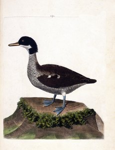 Eläinkartta (ornitologia): java sinivihreä (harmaa sinivihreä tai anas gibberifrons). Kuvitus Francois Nicolas Martinet