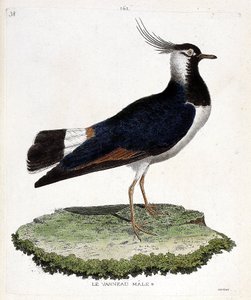 Eläinkartta (ornitologia): uroskaritsa (silmukainen tai vanellus vanellus). Kuvitus Francois Nicolas Martinet