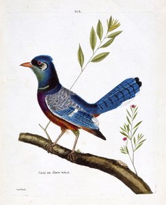 Eläinkartta (ornitologia): uros siam jay (sininen jay tai cyanocitta cristata) oksalla. Kuvitus Francois Nicolas Martinet
