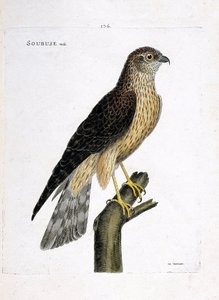 Eläinkartta (ornitologia): urossoubuse (busard saint martin tai sirkus cyaneus) oksalla. Kuvitus Francois Nicolas Martinet