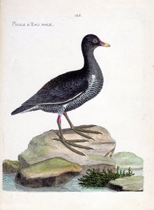 Eläinkartta (ornitologia): urosvesikana (vesikana tai gallinula chloropus). Kuvitus Francois Nicolas Martinet
