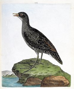 Eläinkartta (ornitologia): marouette (spot marouette tai porzana porzana). Kuvitus Francois Nicolas Martinet