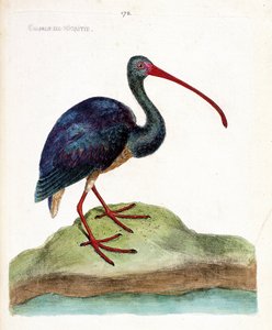 Eläinkartta (ornitologia): nigritien kihara (ibis falcinelle tai plegadis falcinellus). Kuvitus Francois Nicolas Martinet