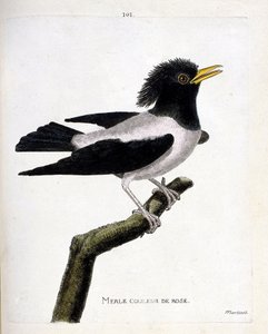 Eläinkartta (ornitologia): vaaleanpunainen mustarastas (punertava kottarainen tai sturnus roseus) oksalla. Kuvitus Francois Nicolas Martinet