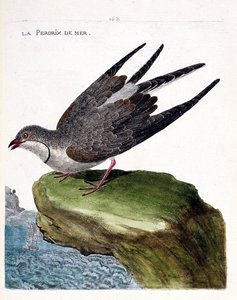 Eläinkartta (ornitologia): peltopyy (glareole kaulakoru tai glareola pratincola). Kuvitus Francois Nicolas Martinet