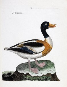 Eläintietokartta (ornitologia): tadorne (tadorne de belon tai tadorna tadorna). Kuvitus Francois Nicolas Martinet