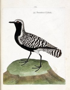 Eläinkartta (ornitologia): Sveitsin karitsa (hopeaaha tai pluvialis squatarola). Kuvitus Francois Nicolas Martinet