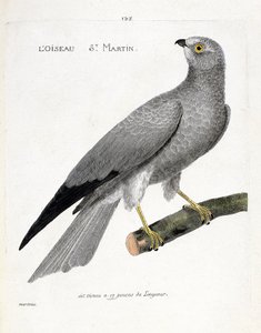 Eläinkartta (ornitologia): lintu saint martin (busard saint martin tai sirkus cyaneus) oksalla. Kuvitus Francois Nicolas Martinet