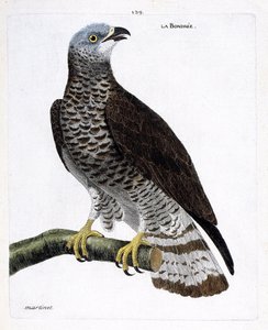 Eläinkartta (ornitologia): oksalla oleva bondree (apivore bondree tai pernis apivorus). Kuvitus Francois Nicolas Martinet