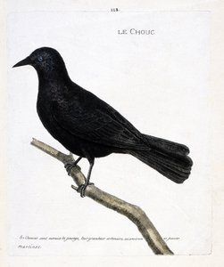 Eläintietokartta (ornitologia): kaali (tornikaali tai corvus monedula) oksalla. Kuvitus Francois Nicolas Martinet