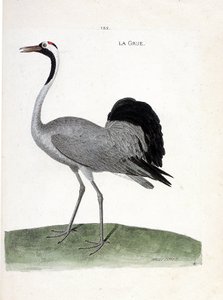 Eläinkartta (lintutiede): kurkku (tuhkakurkku tai grus grus) - Francois Nicolas Martinetin (1731-1800) piirros "Lintujen historiasta, maalattu niiden ilmeisinä ja arkaluonteisina puolina" - Yksityinen kokoelma tekijältä Francois Nicolas Martinet