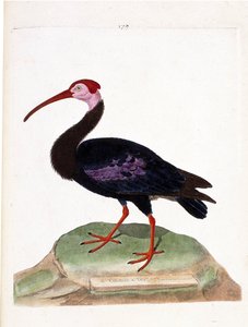 Eläinkartta (ornitologia): kiharalla on paljas hyväntoivon pää (ibis du cap tai geronticus calvus). Kuvitus Francois Nicolas Martinet