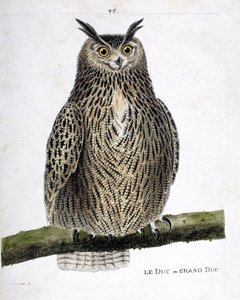 Eläinkartta (ornitologia): herttua tai suurherttua (suurherttua tai bubo bubo) oksalla. Kuvitus Francois Nicolas Martinet
