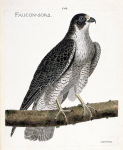 Eläinkartoitus (ornitologia): haukka tulee ulos tai haukka ulos (peleriinihaukka tai falco peregrinus) oksalla. Kuvitus Francois Nicolas Martinet