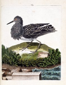 Eläinkartta (ornitologia): taistelija tai urosmeririinkinkukko (hävittäjä vaihtelee tai philomachus pugnax). Kuvitus Francois Nicolas Martinet