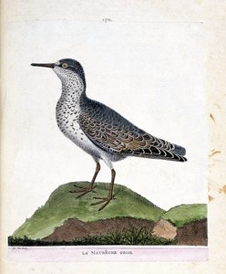 Eläinkartta (ornitologia): harmaa maubeche (violetti nokka tai calidris maritima). Kuvitus Francois Nicolas Martinet