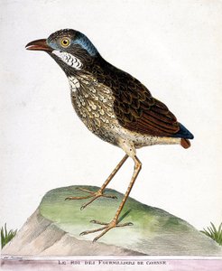 Eläinkartta (ornitologia): Cayennen neljännen tuhannen kuningas (grallaire king tai grallaria varia). Kuvitus Francois Nicolas Martinet