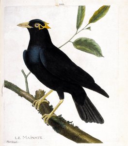 Eläinkartta (ornitologia): Mainate (uskonnollinen mainate tai gracula religiosa) oksalla. Kuvitus Francois Nicolas Martinet