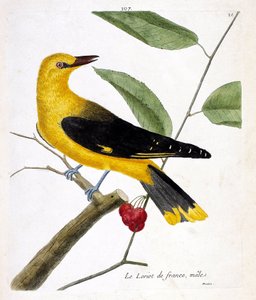 Eläinkartta (ornitologia): urospuolinen ranskalainen loriot (eurooppalainen loriot tai oriolus oriolus) oksalla. Kuvitus Francois Nicolas Martinet