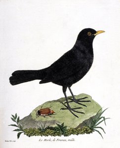 Zoologinen kartta (ornitologia): uros mustarastas (mustarastas tai turdus merula). Kuvitus Francois Nicolas Martinet