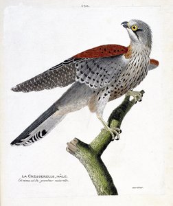 Eläinkartta (ornitologia): urosvesikrassi (haukkahaukka tai falco tinnunculus) oksalla. Kuvitus Francois Nicolas Martinet