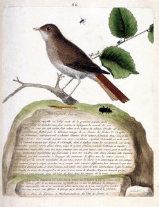 Eläinkartta (ornitologia): vuoden ikäinen satakieli (satakingale tai luscinia megarhynchos) oksalla. Kuvitus Francois Nicolas Martinet