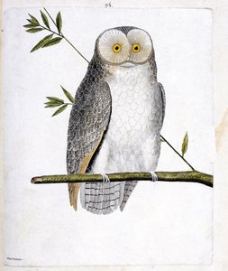 Eläinkartta (ornitologia): pöllö (torttupöllö tai Tyto Alba) oksalla. Kuvitus Francois Nicolas Martinet
