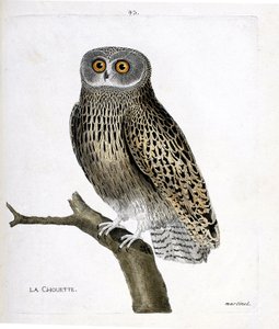 Eläinkartta (ornitologia): pöllö (hulotte owl tai strix aluco) oksalla. Kuvitus Francois Nicolas Martinet