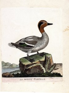 Eläinkartta (ornitologia): pieni sinivihreä (talvi tavi tai anas crecca). Kuvitus Francois Nicolas Martinet