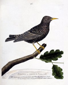 Eläinkartta (ornitologia): kottarainen tai sansonet (kottarainen tai sturnus vulgaris) oksalla. Kuvitus Francois Nicolas Martinet